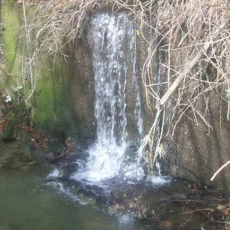 Gelso * Castellana Sicula