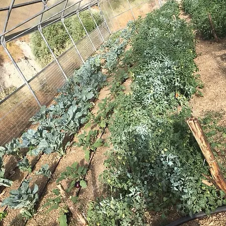 Farma Gelso Castellana Sicula