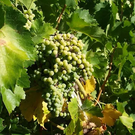 Gospodarstwo agroturystyczne Gelso Castellana Sicula